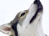 Uploaded on: 11/13/2021 3:19:21 PM
